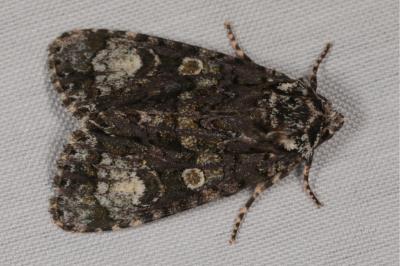 <i>Craniophora ligustri</i>