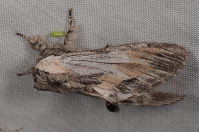 <i>Harpyia milhauseri</i>