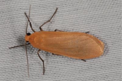 <i>Wittia sororcula</i>