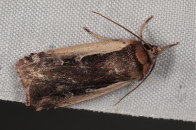 Ochropleura plecta