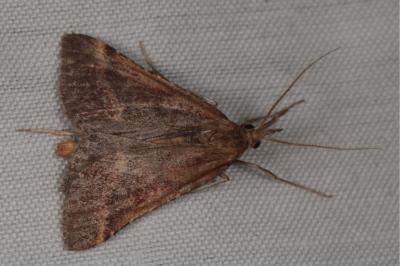<i>Synaphe punctalis</i>