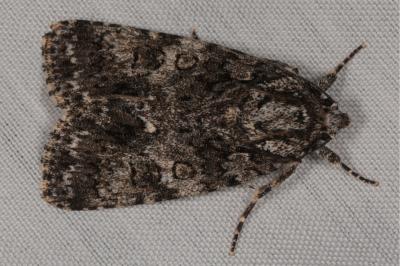 <i>Acronicta rumicis</i>