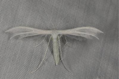 <i>Pterophorus pentadactylus</i>