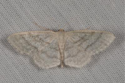 <i>Idaea subsericeata</i>