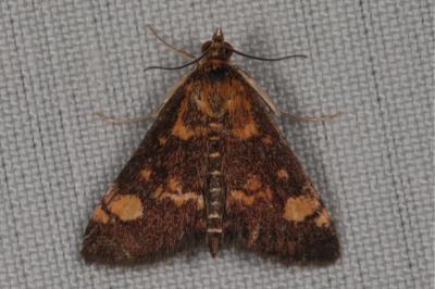 <i>Pyrausta aurata</i>