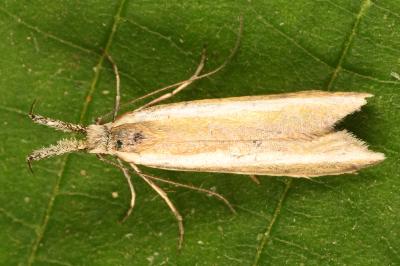 <i>Pleurota aristella</i>