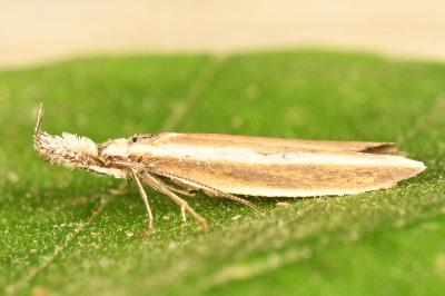 <i>Pleurota aristella</i>
