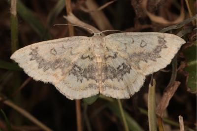 <i>Cyclophora annularia</i>