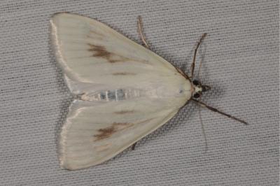<i>Sitochroa palealis</i>