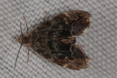<i>Anthophila fabriciana</i>