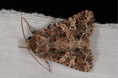 <i>Hadena bicruris</i>