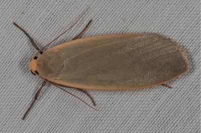 Collita griseola