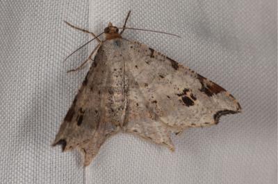 Macaria alternata