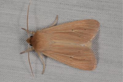 <i>Mythimna pallens</i>