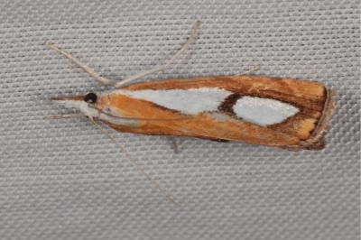 <i>Catoptria pinella</i>