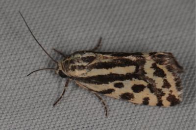 <i>Emmelia trabealis</i>