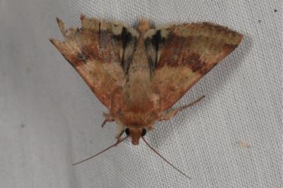 <i>Heliothis viriplaca</i>