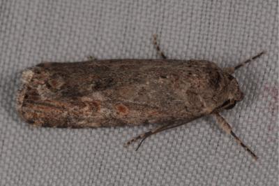 <i>Spodoptera exigua</i>