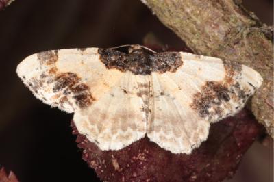 <i>Ligdia adustata</i>