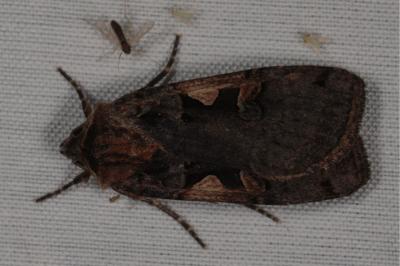 <i>Xestia c-nigrum</i>
