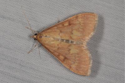 <i>Ostrinia nubilalis</i>