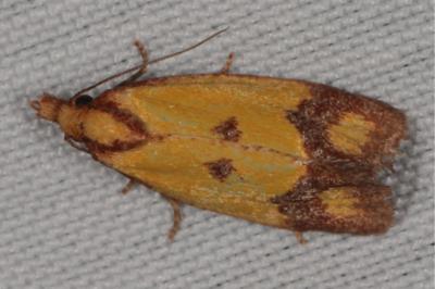 Agapeta zoegana