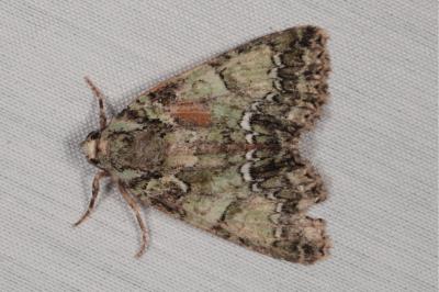 <i>Polyphaenis sericata</i>