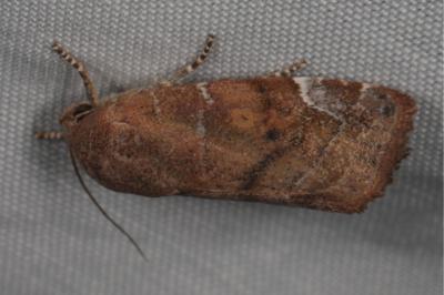 <i>Cosmia affinis</i>