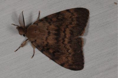 <i>Lymantria dispar</i>