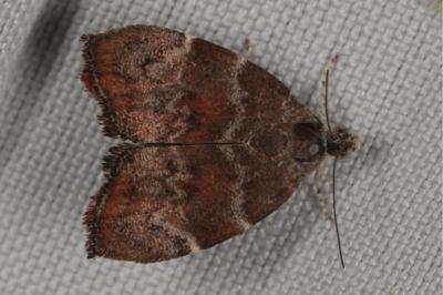 <i>Choreutis nemorana</i>