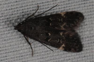 Dichomeris alacella