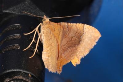 Camptogramma bilineata