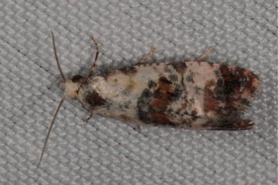 <i>Cochylis hybridella</i>