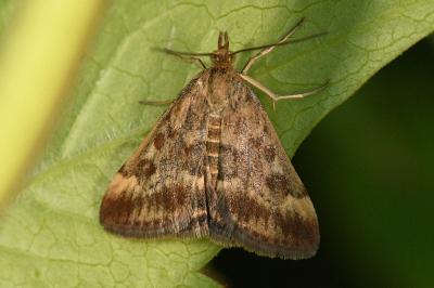 <i>Pyrausta despicata</i>