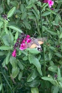 <i>Macroglossum stellatarum</i>