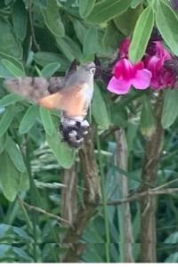 <i>Macroglossum stellatarum</i>