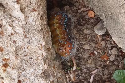<i>Saturnia pyri</i>
