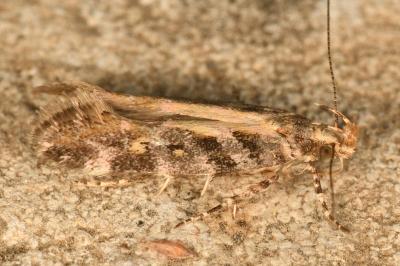 <i>Aristotelia decoratella</i>