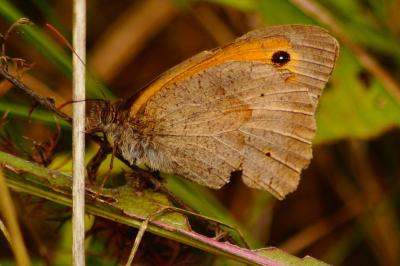 <i>Maniola jurtina</i>
