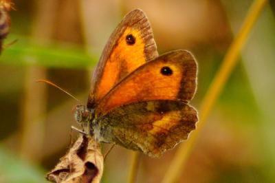 <i>Pyronia tithonus</i>