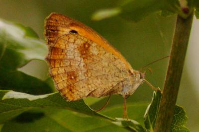 <i>Pyronia tithonus</i>