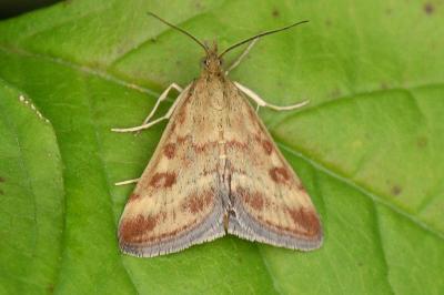 <i>Pyrausta despicata</i>
