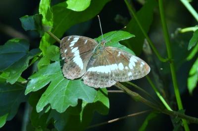 <i>Limenitis camilla</i>