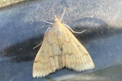<i>Ostrinia nubilalis</i>