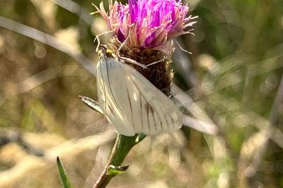 <i>Sitochroa palealis</i>