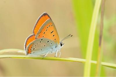 <i>Lycaena dispar</i>
