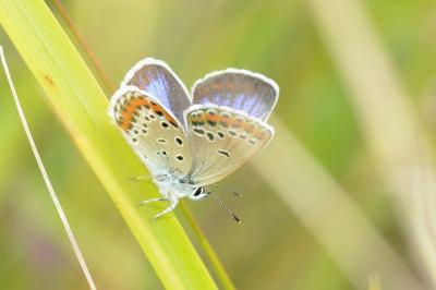 <i>Plebejus argyrognomon</i>