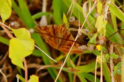 <i>Euclidia glyphica</i>
