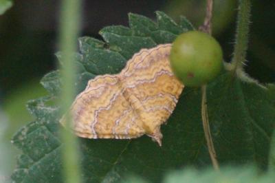 <i>Camptogramma bilineata</i>