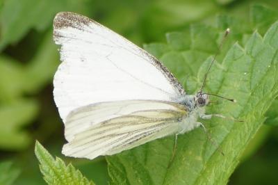 <i>Pieris napi</i>